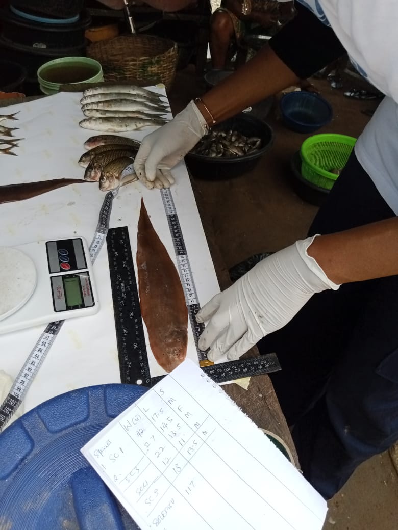 Biodiversity monitoring fieldwork